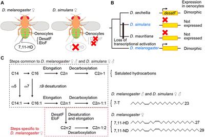 Contact-Chemosensory Evolution Underlying Reproductive Isolation in Drosophila Species